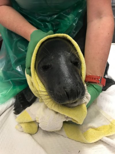 seal, rspca, llanelli, gym, wales, seal, rspca, llanelli, gym, wales,