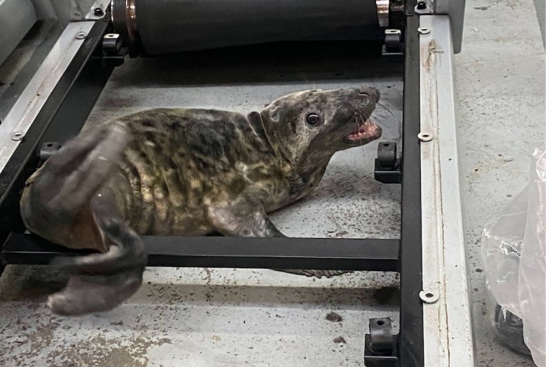Seal pup, rspca