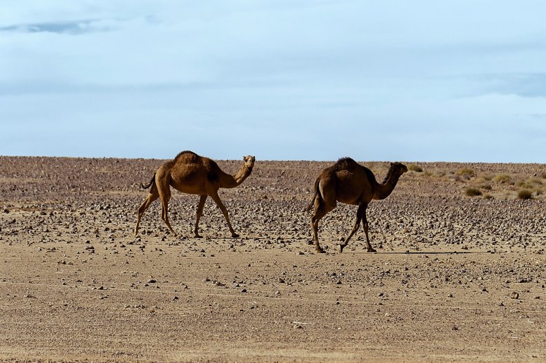 Desert landscape in Western Sahara