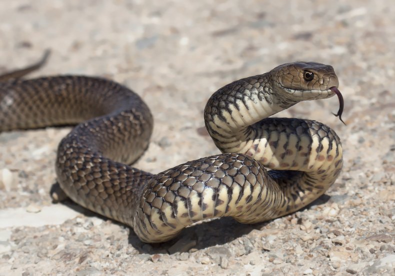 eastern brown snake, deadly, venomous, stock, getty