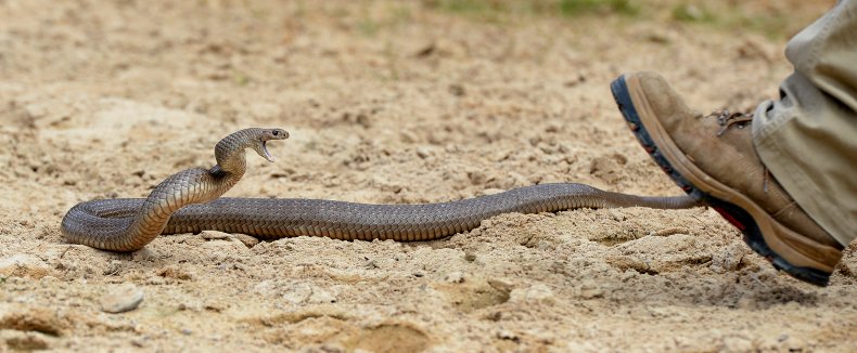 Australia Eastern Brown Snake Dugite