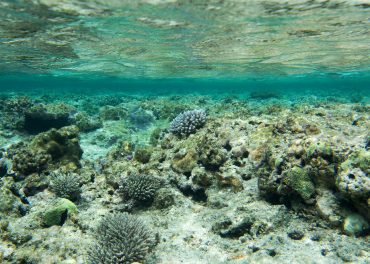 April 7: The Great Barrier Reef experiences a bleaching event