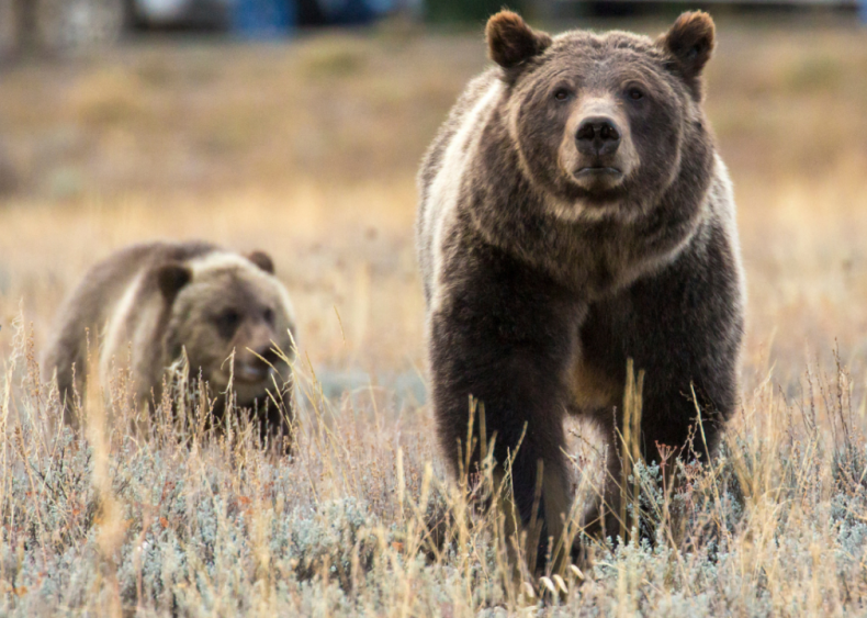 August 9: The Endangered Species Act is weakened