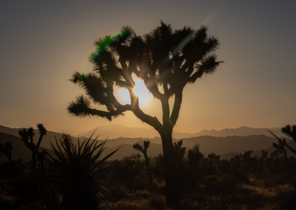 September 25: Joshua trees become the first plants to receive protection