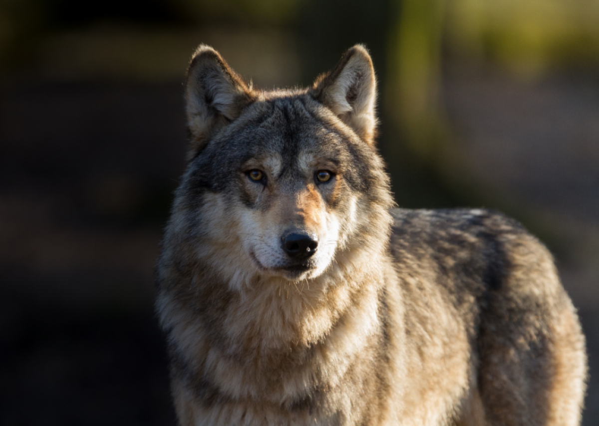 November 6: Colorado votes to bring back wolves