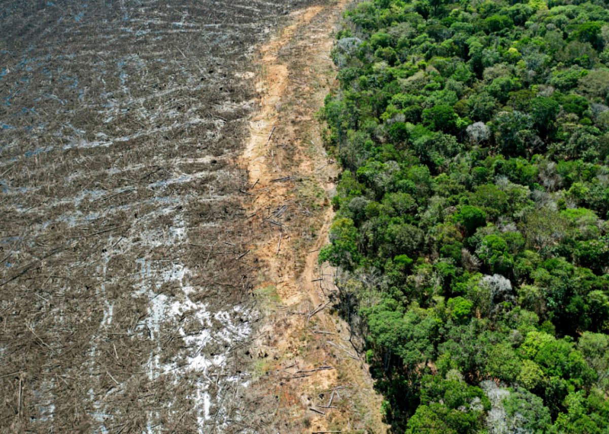 November 30: Amazon deforestation hits 12-year high