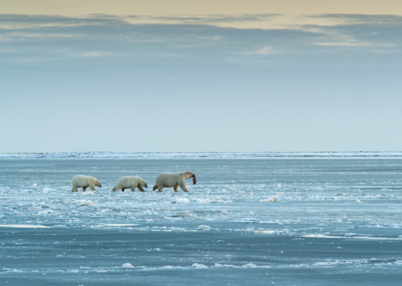 November 31: Every major bank opts out of Arctic drilling