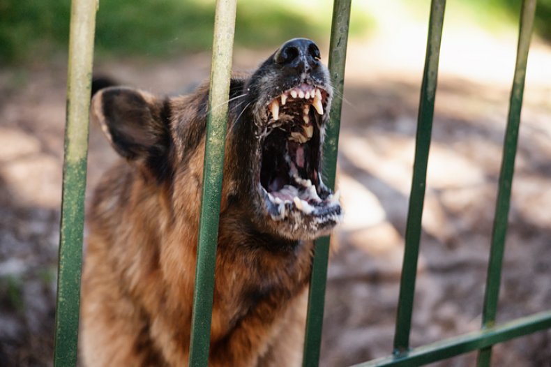 Stock photo: Barking german shepherd
