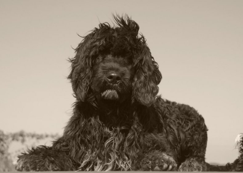 #49. Portuguese water dog