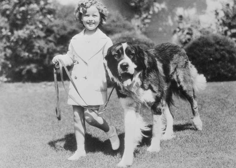 #48. Saint Bernard