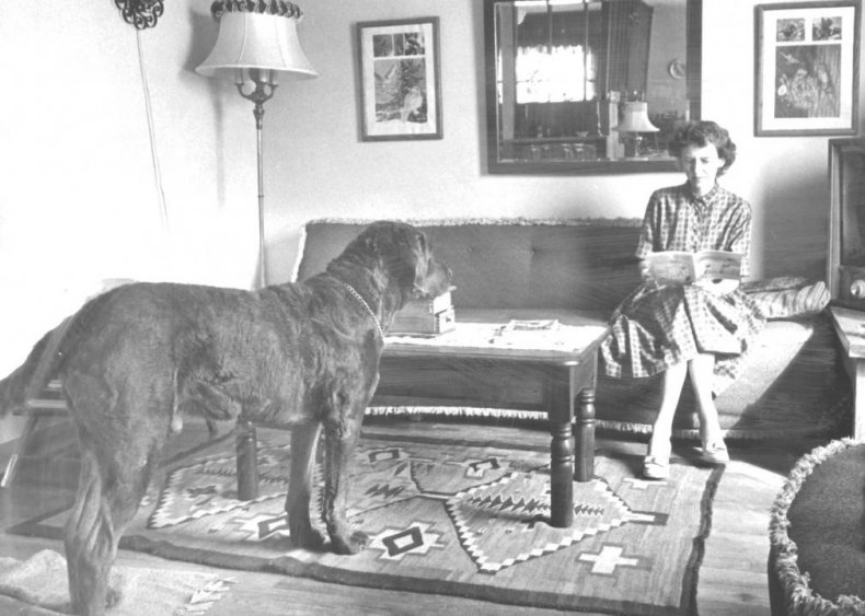 #46. Chesapeake Bay retriever