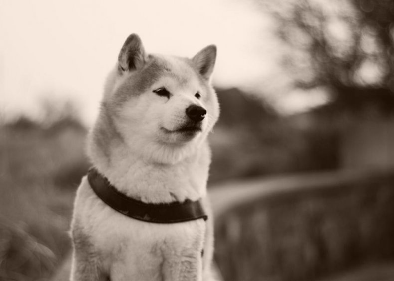 #45. Shiba Inu
