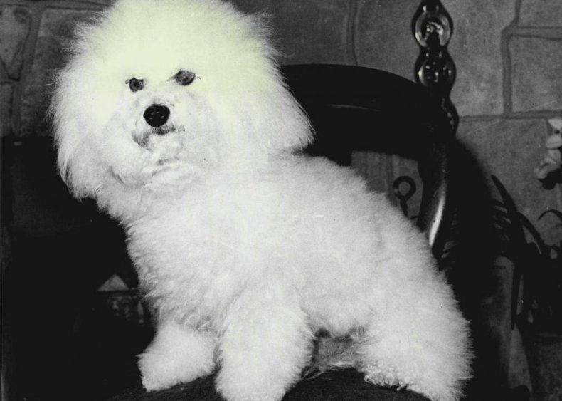 #43. Bichon frisé