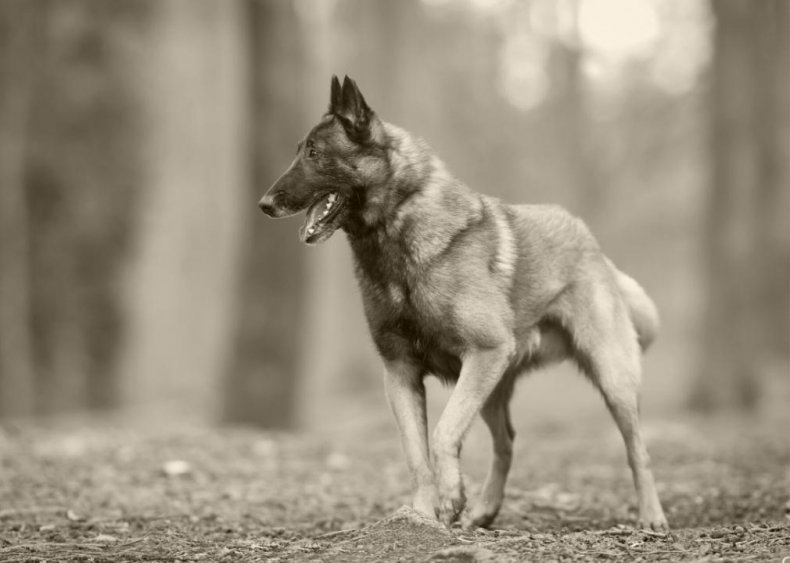 #41. Belgian Malinois