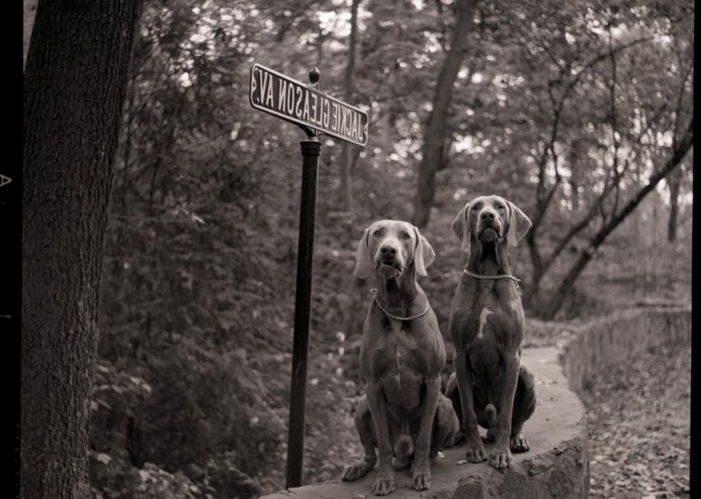 #39. Weimaraner
