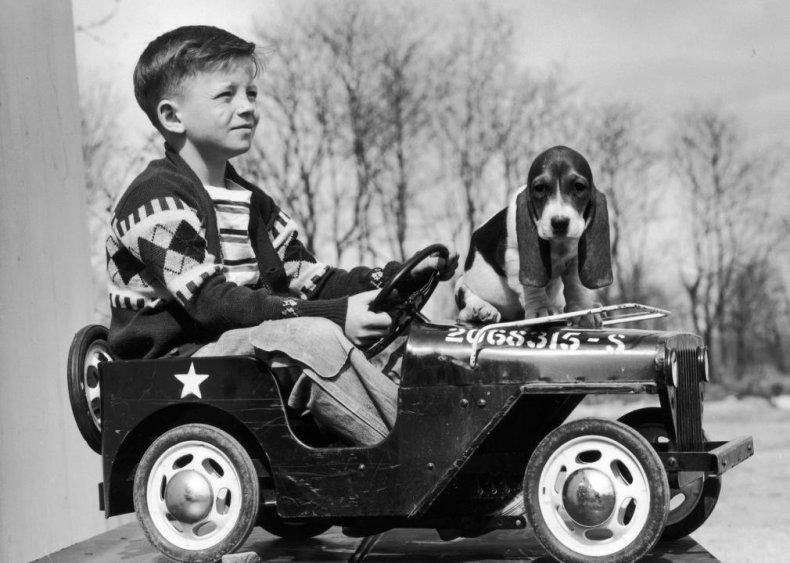 #37. Basset hound