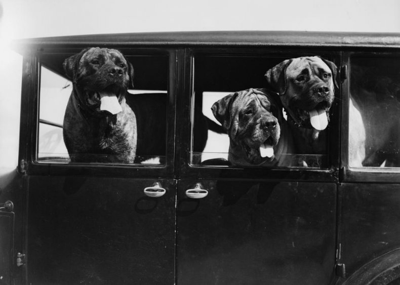 #32. Mastiff