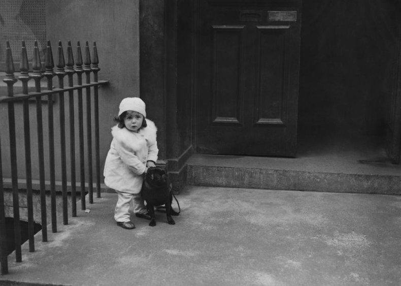 #31. Pug