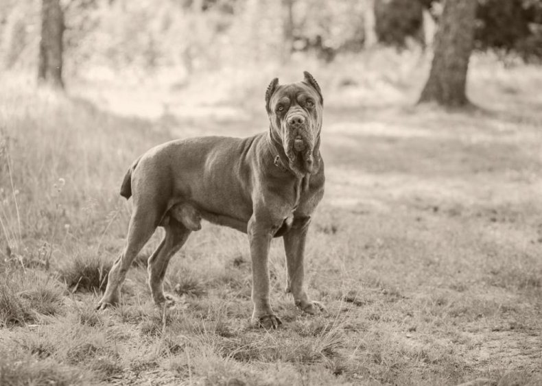 #30. Cane corso