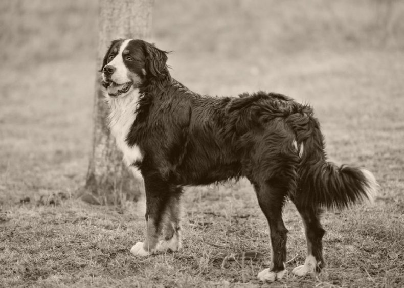 #23. Bernese mountain dog