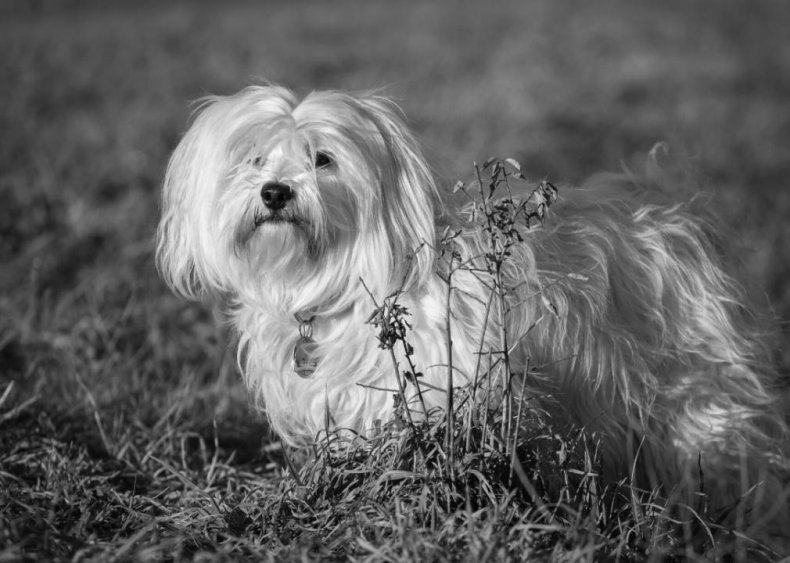 #22. Havanese