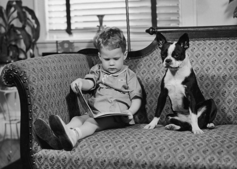 #21. Boston terrier