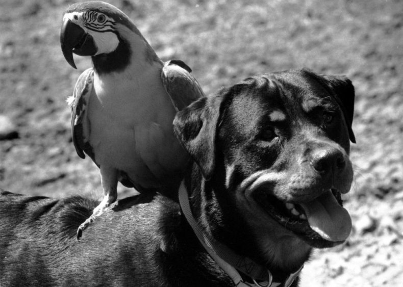 #8. Rottweiler