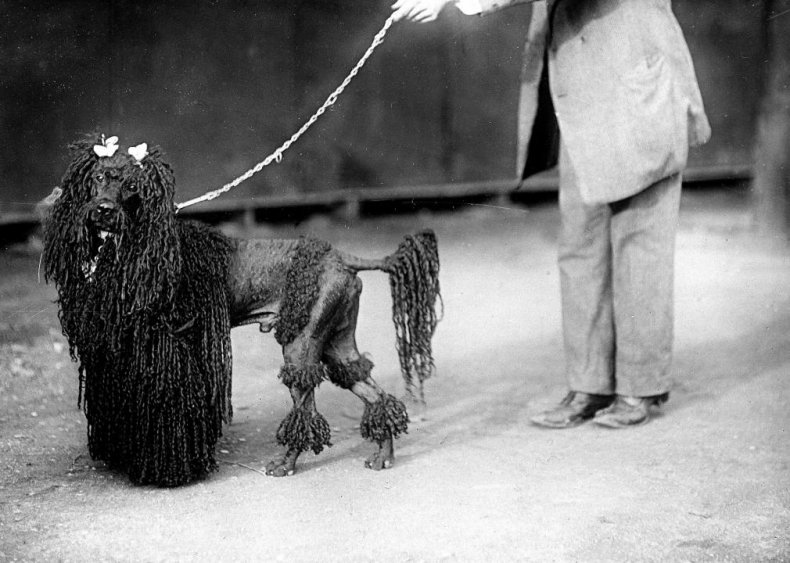 #6. Poodle