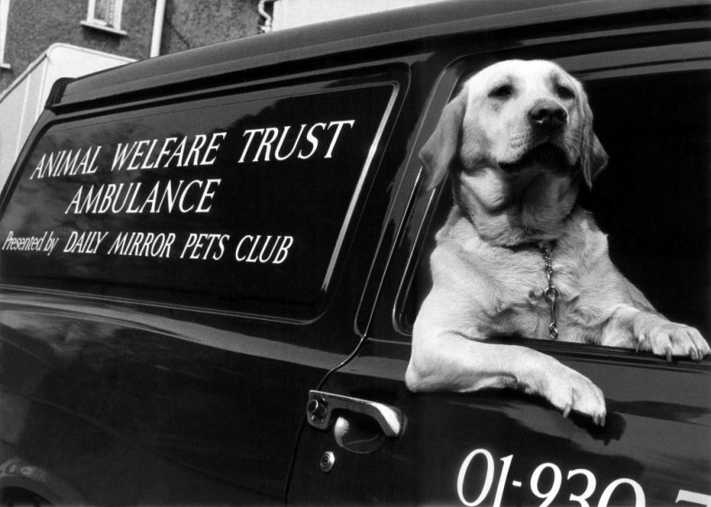 #1. Labrador retriever