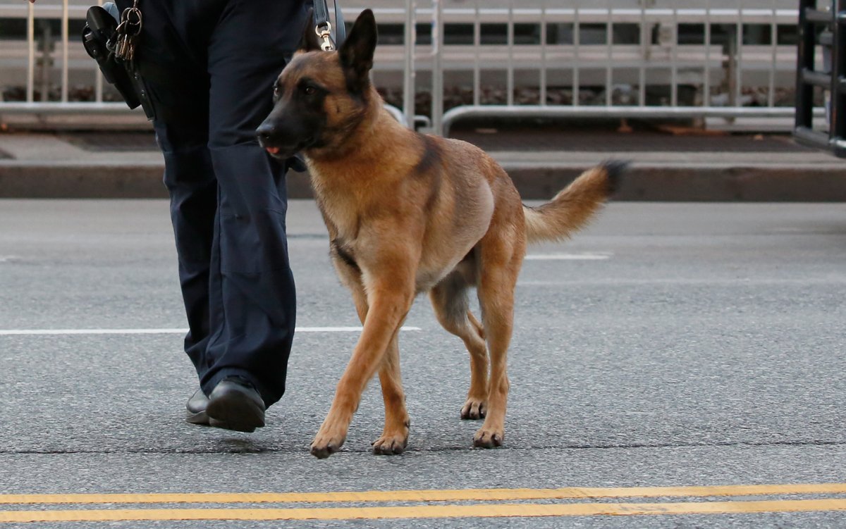A police dog in New York