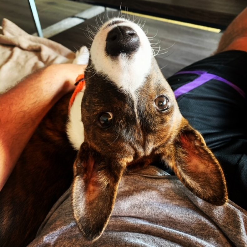 Doctor, puppy, dog