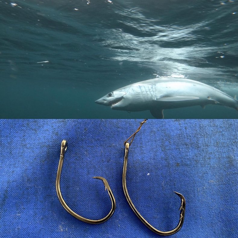 mako shark with hook in mouth