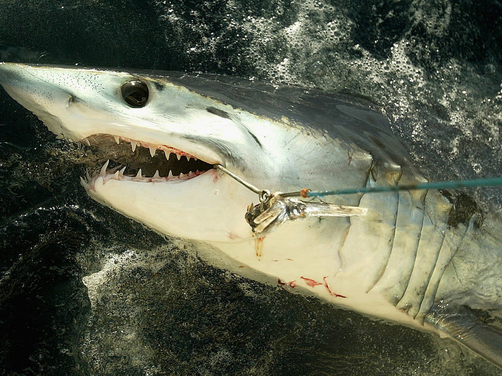 Scientists Amazed At The Power Of Sharks Share Photo Of Hook Bent By Aggressive Mako