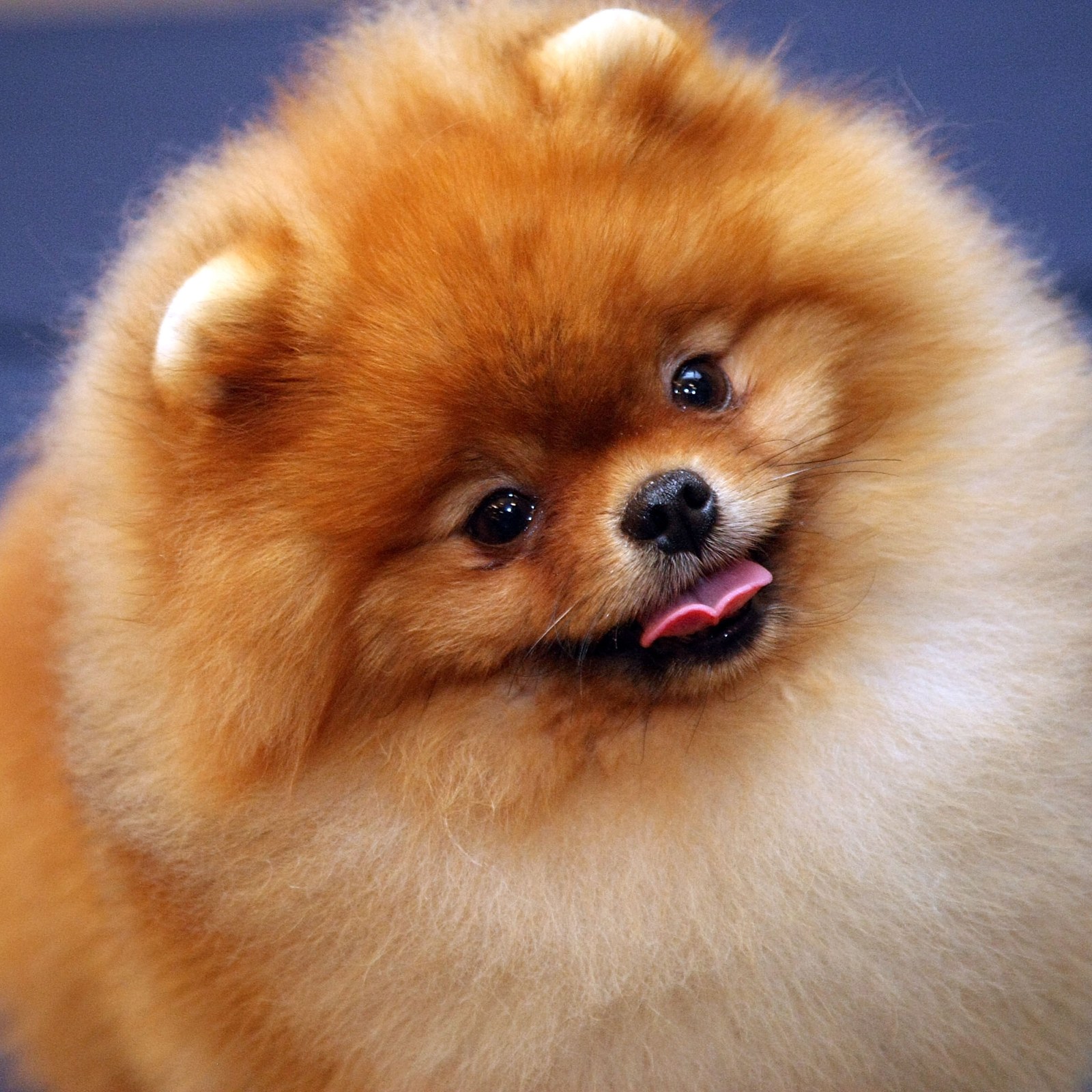 Pomeranian Puppy Looks Unrecognizable With Wet Hair in Funny Viral Video
