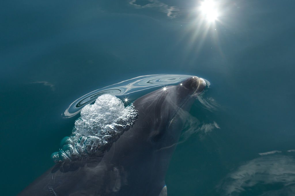 Three men arrested for beating a dolphin to death in a violent attack