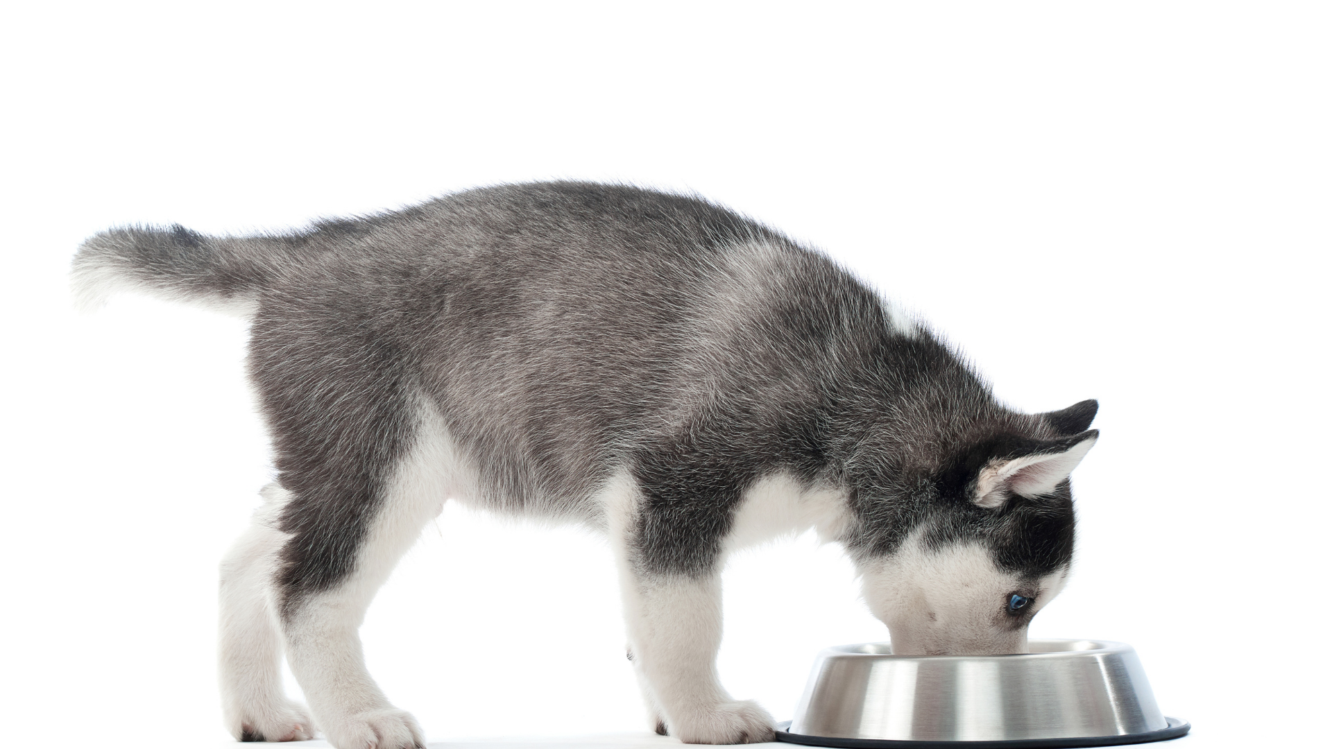 Foods you should never feed your puppy