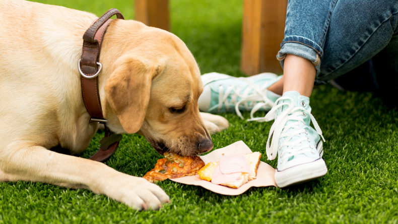 Foods you should never feed your puppy