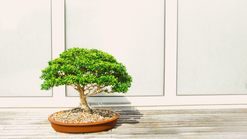 bonsai