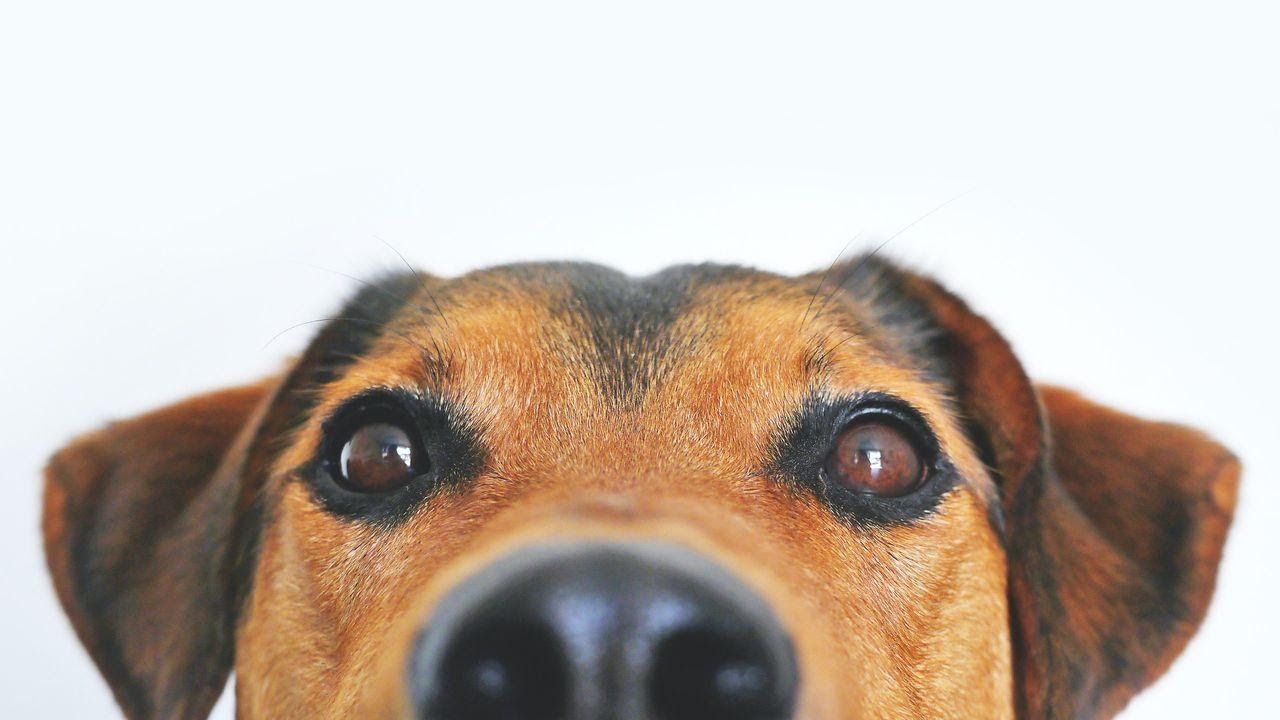 Dog close-up