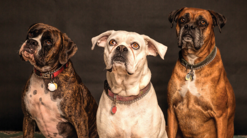 dog food dogs