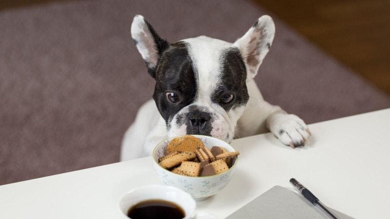 small dog food