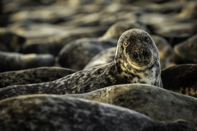 norfolk seals,