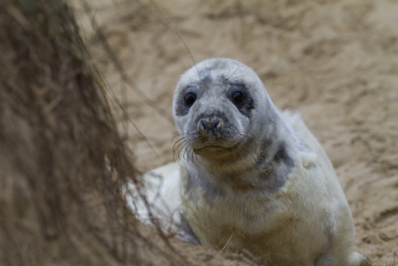 norfolk seals,
