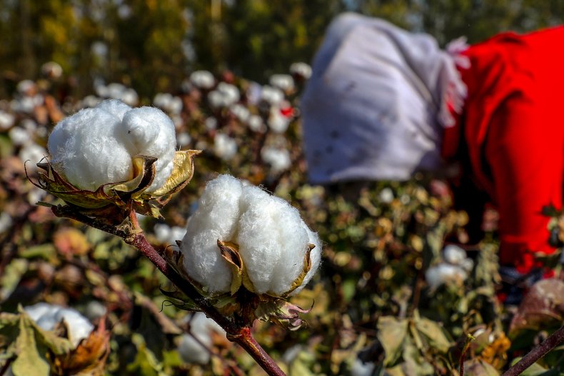 Cotton field in Xinjiang China forced labor
