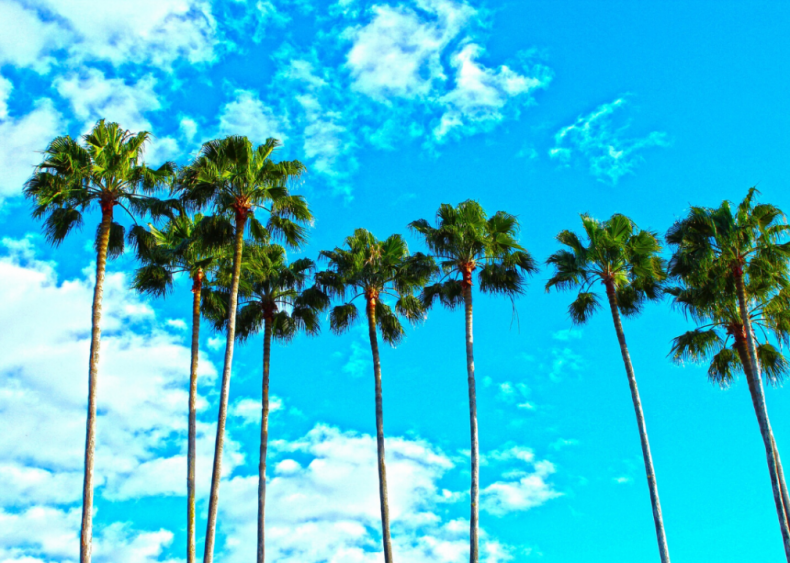 Clue: Florida