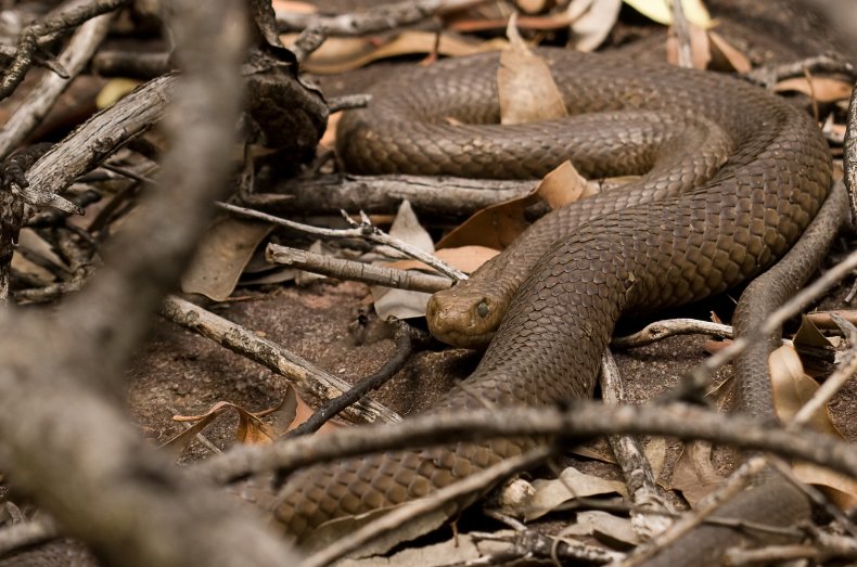 An eastern brown snake