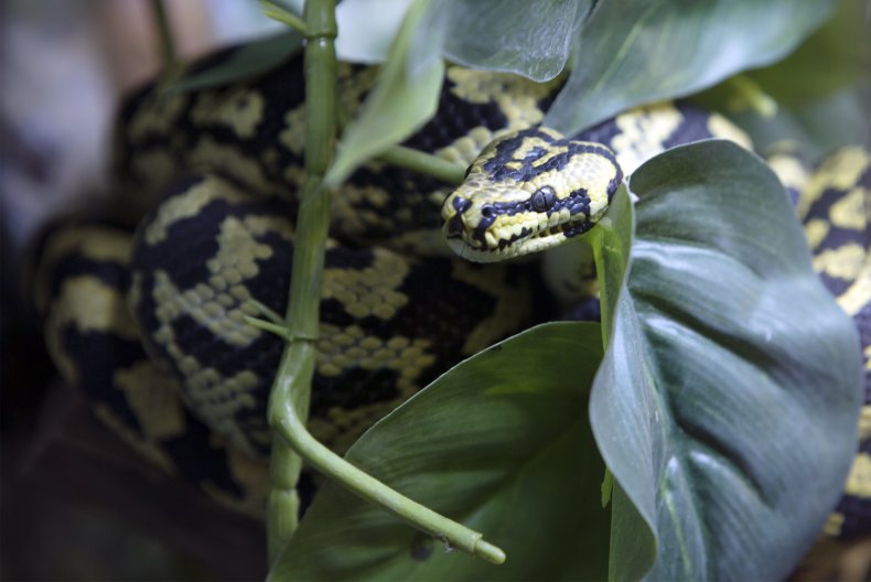 A carpet python snake