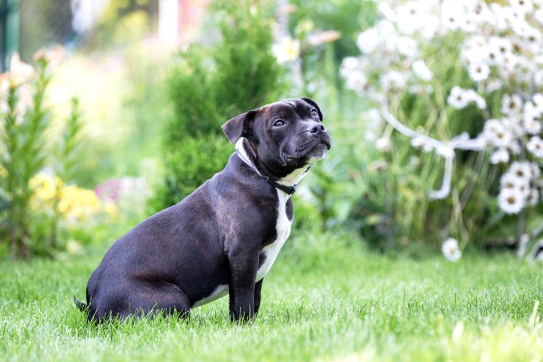 A Staffordshire bull terrier dog