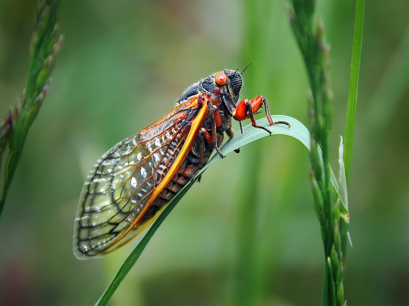 Trillions Of Brood 10 Cicadas To Emerge In Us After 17 Years Underground 