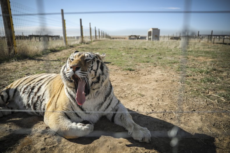 Tiger at wild animal sanctuary in Colorado